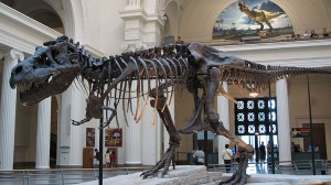 Největší  známí jedinec Tyranosaura 