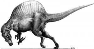 800px-spinosaurus.jpg